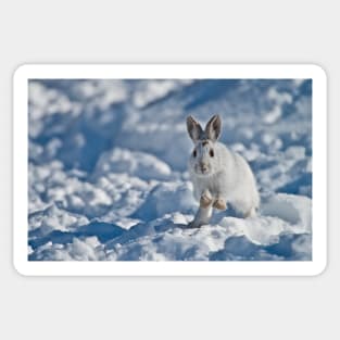 Snow Shoe Hare Sticker